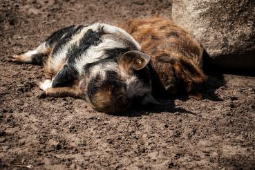 Tierpatenschaft Kune-Kune Schwein
